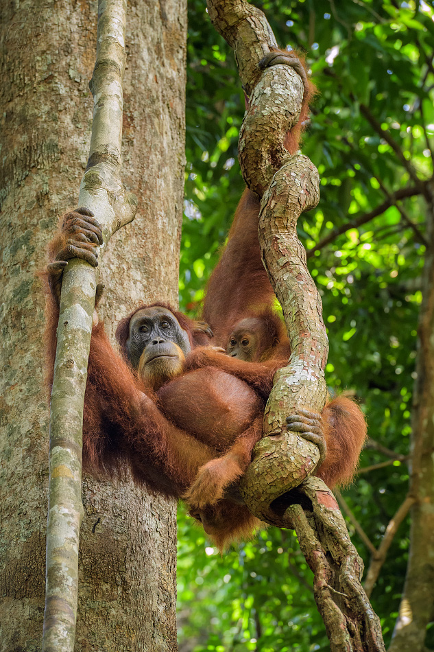 orangutan sumaterský - Pongo abelii