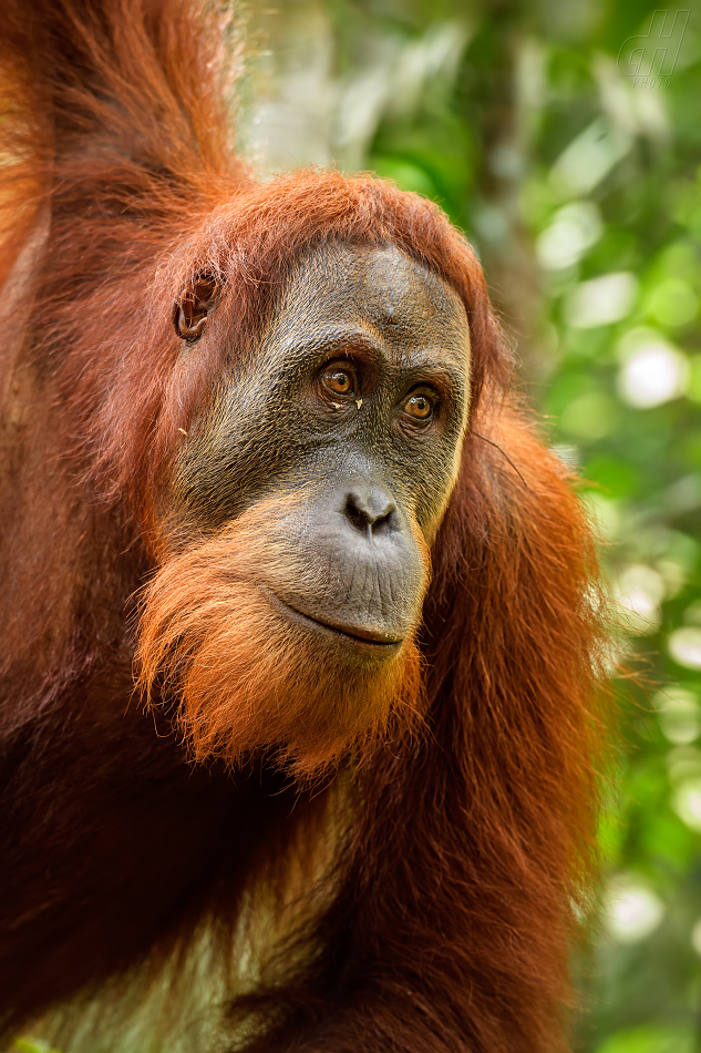 orangutan sumaterský - Pongo abelii