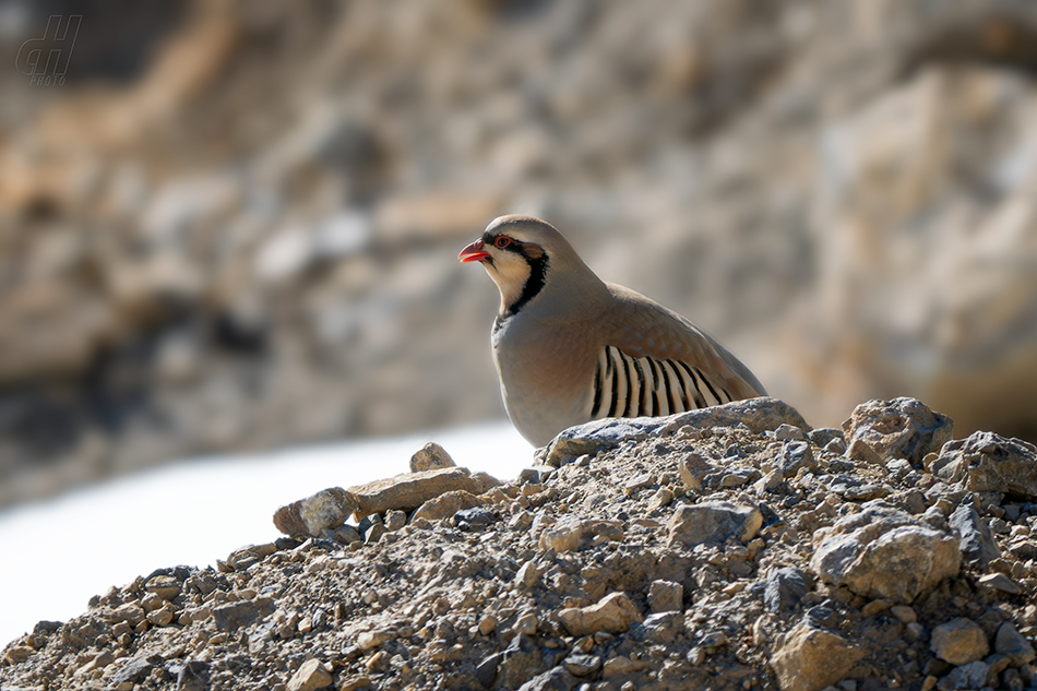 orebice čukar - Alectoris chukar