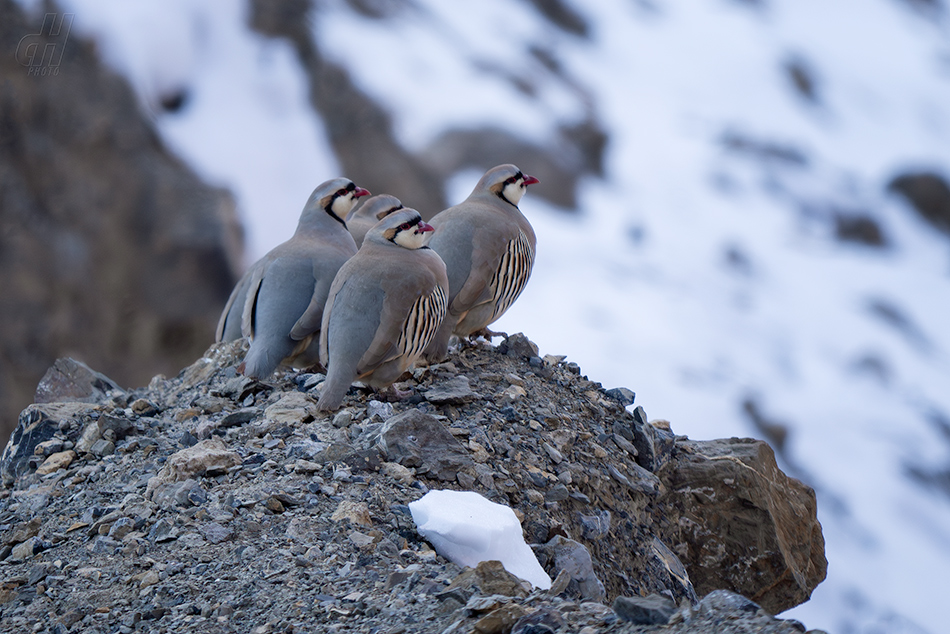 orebice čukar - Alectoris chukar