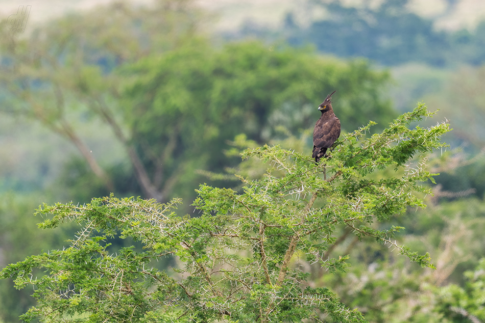 orel chocholatý - Lophaetus occipitalis