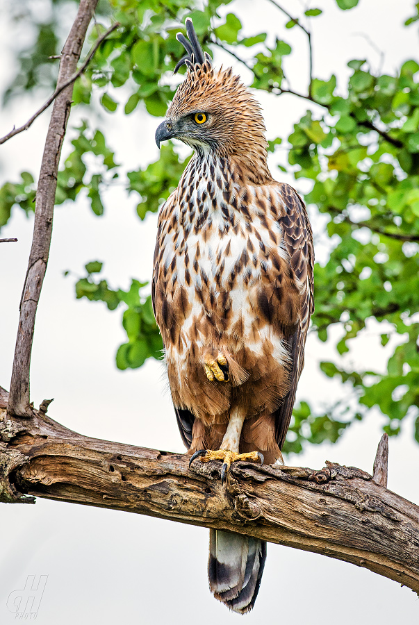 orel proměnlivý - Spizaetus cirrhatus