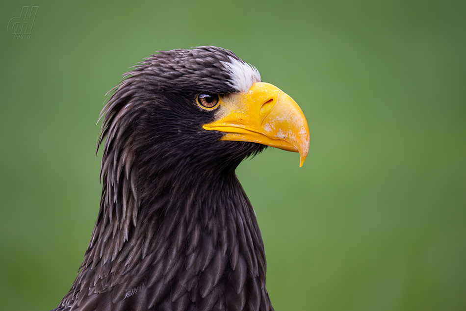 orel východní - Haliaeetus pelagicus