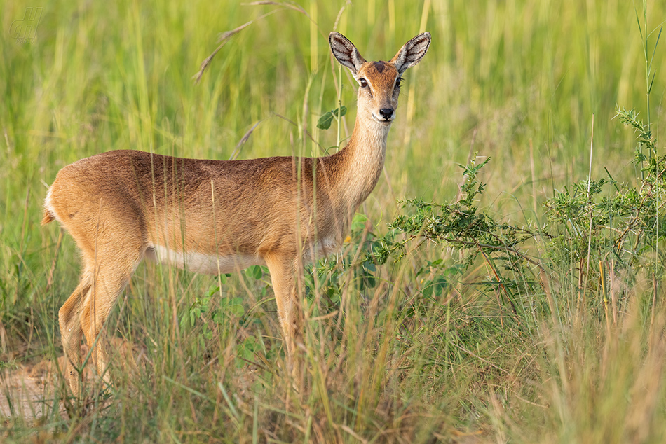 oribi - Ourebia ourebi