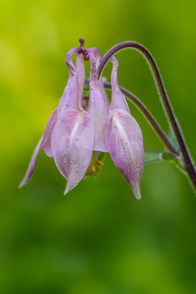 orlíček obecný - Aquilegia vulgaris