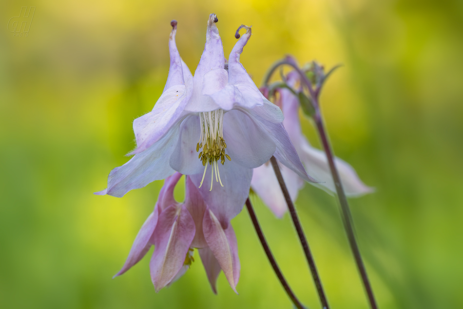 orlíček obecný - Aquilegia vulgaris