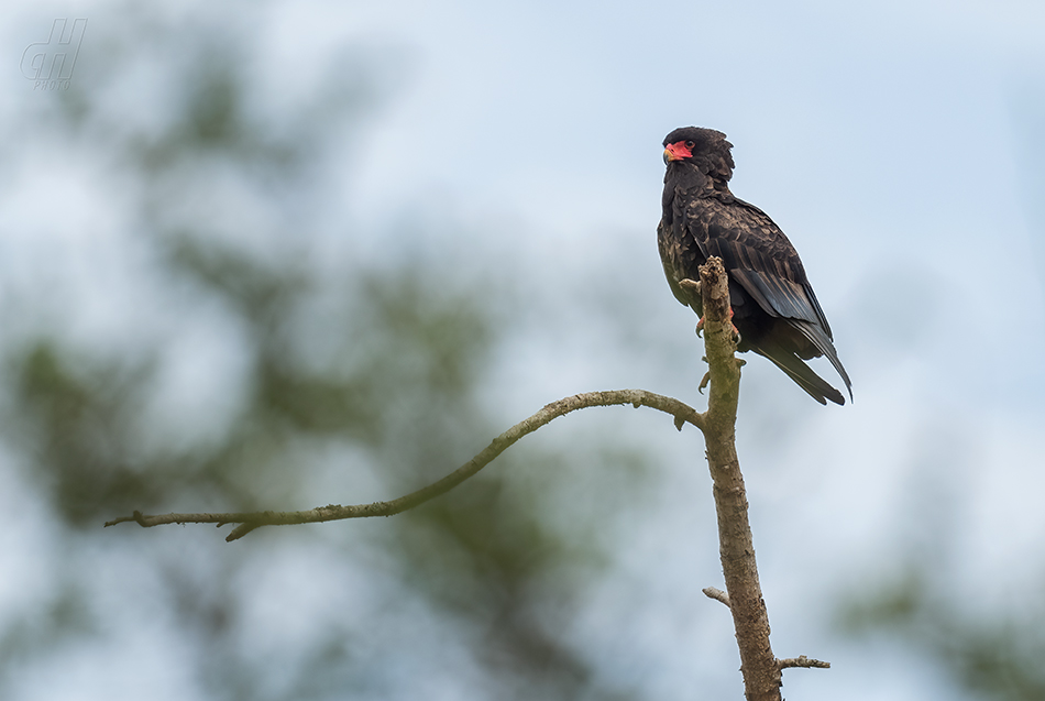 orlík kejklíř - Terathopius ecaudatus