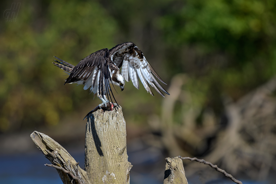 orlovec říční - Pandion haliaetus