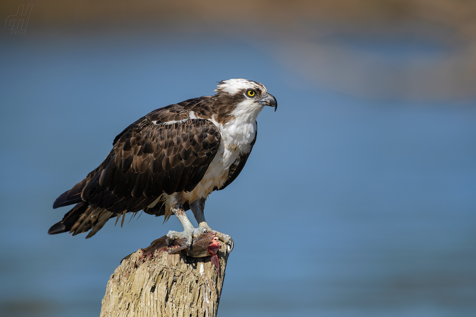 orlovec říční - Pandion haliaetus