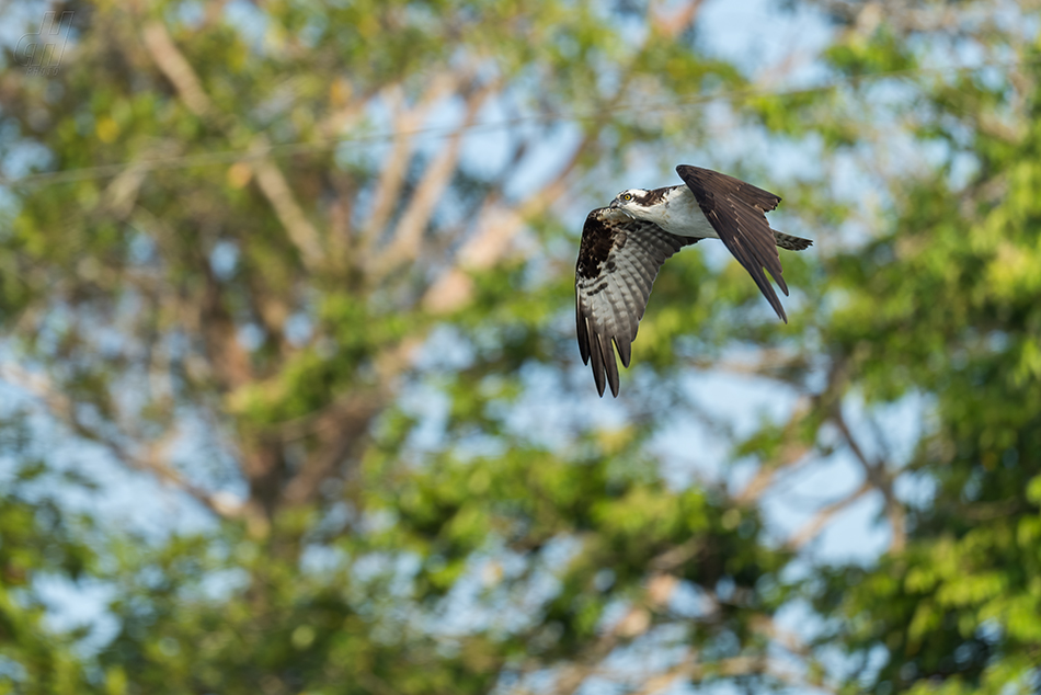 orlovec říční - Pandion haliaetus