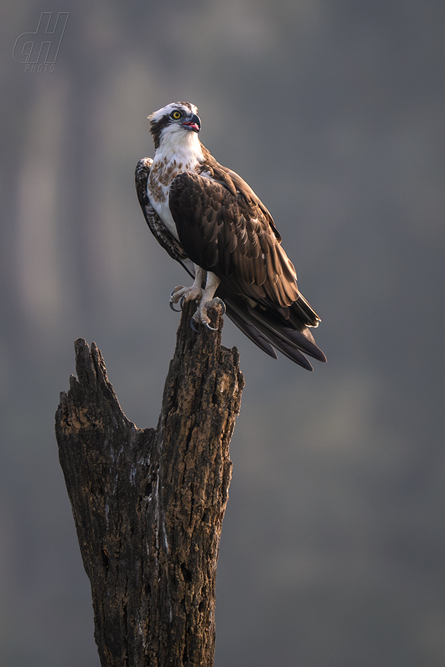 orlovec říční - Pandion haliaetus