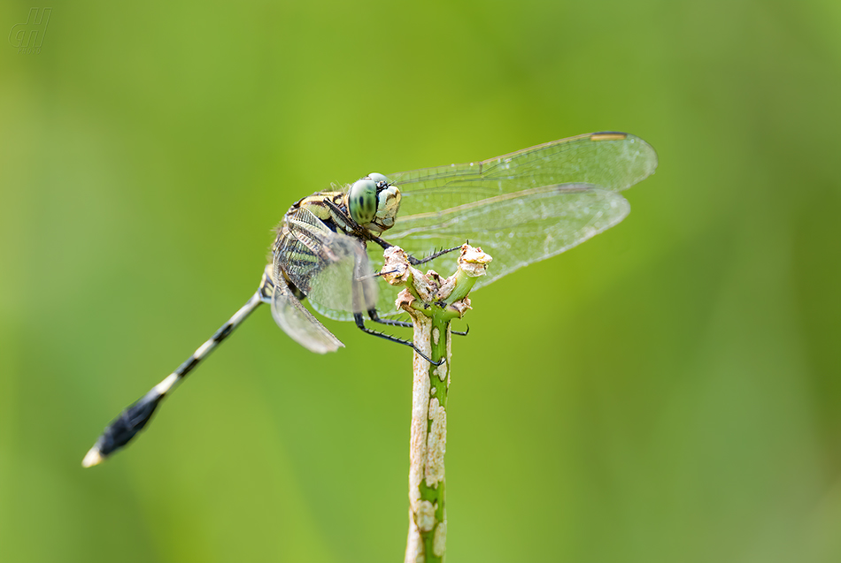 Orthetrum sabina