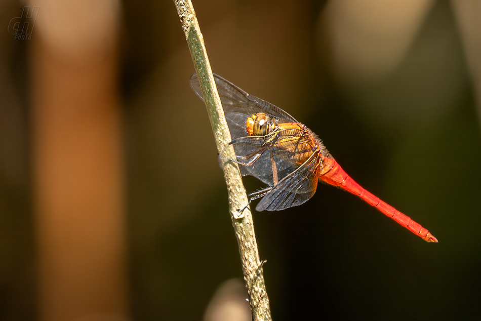 Orthetrum testaceum