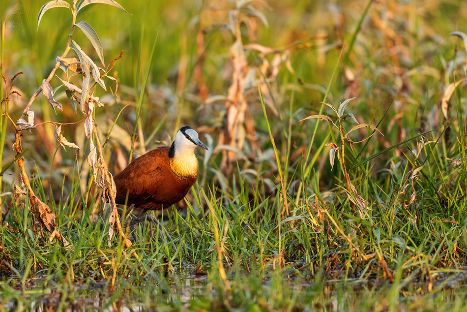 ostnák africký - Actophilornis africanus