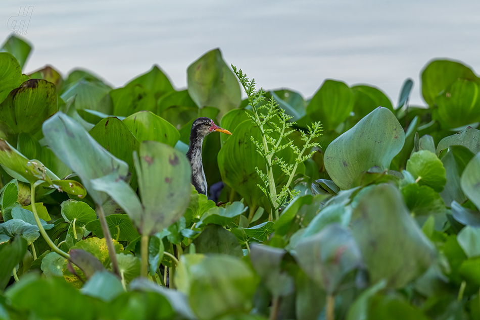 ostnák jihoamerický - Jacana jacana