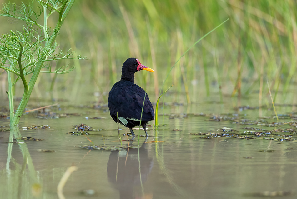 ostnák jihoamerický - Jacana jacana