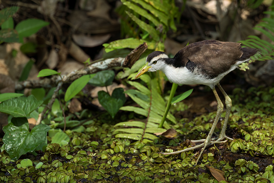 ostnák jihoamerický - Jacana jacana