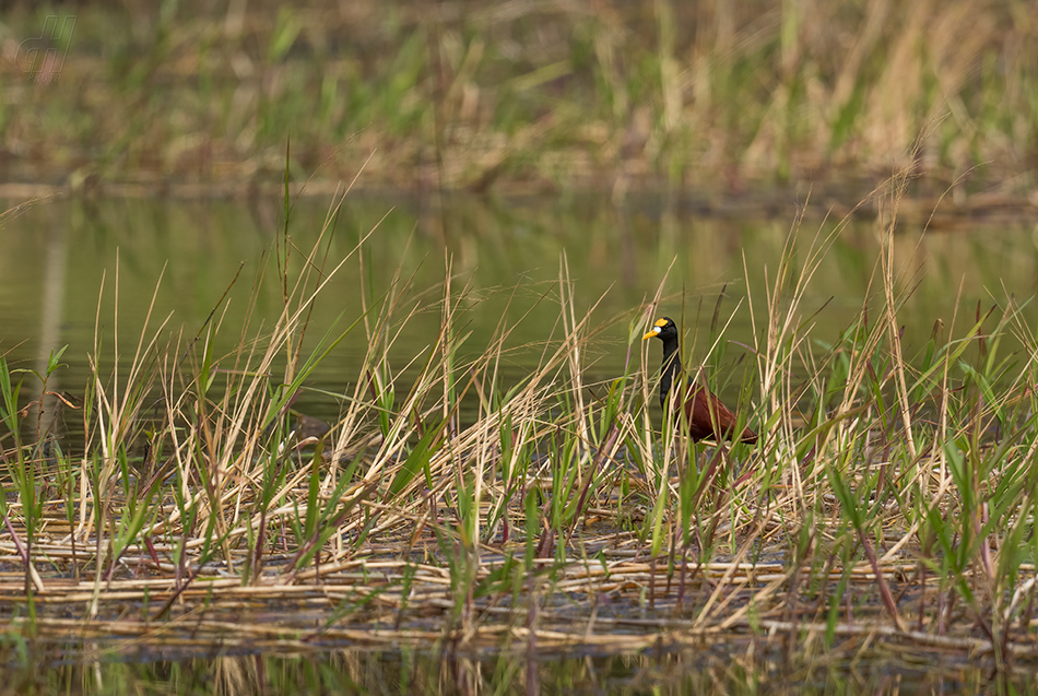 ostnák trnitý - Jacana spinosa