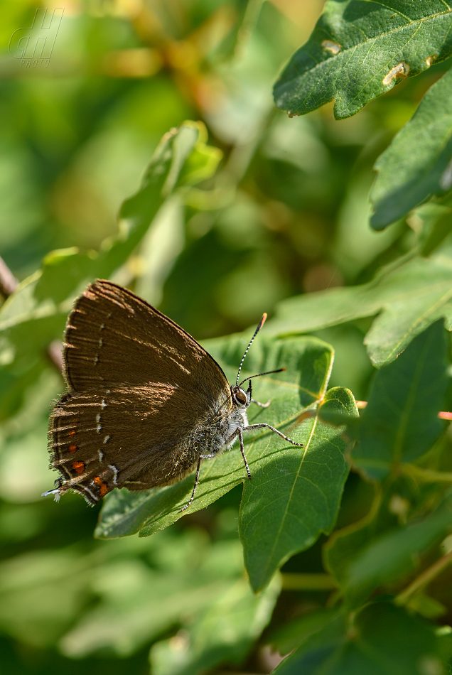 ostruháček kapinicový - Satyrium acaciae