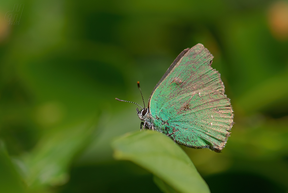 ostruháček ostružinový - Callophrys rubi