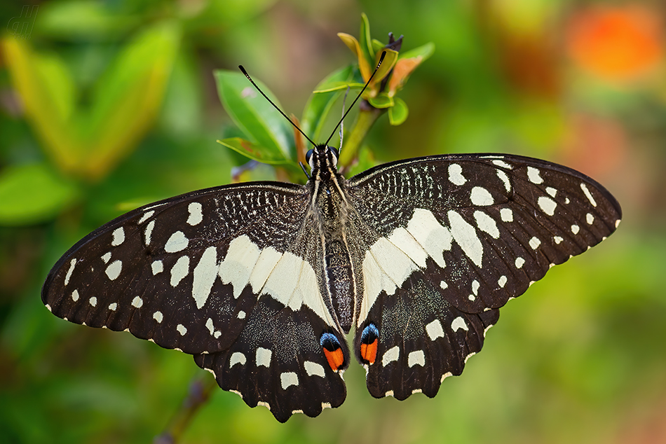 otakárek citrusový - Papilio demoleus