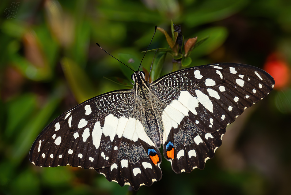 otakárek citrusový - Papilio demoleus