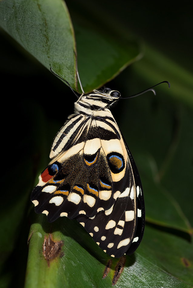 otakárek citrusový - Papilio demoleus