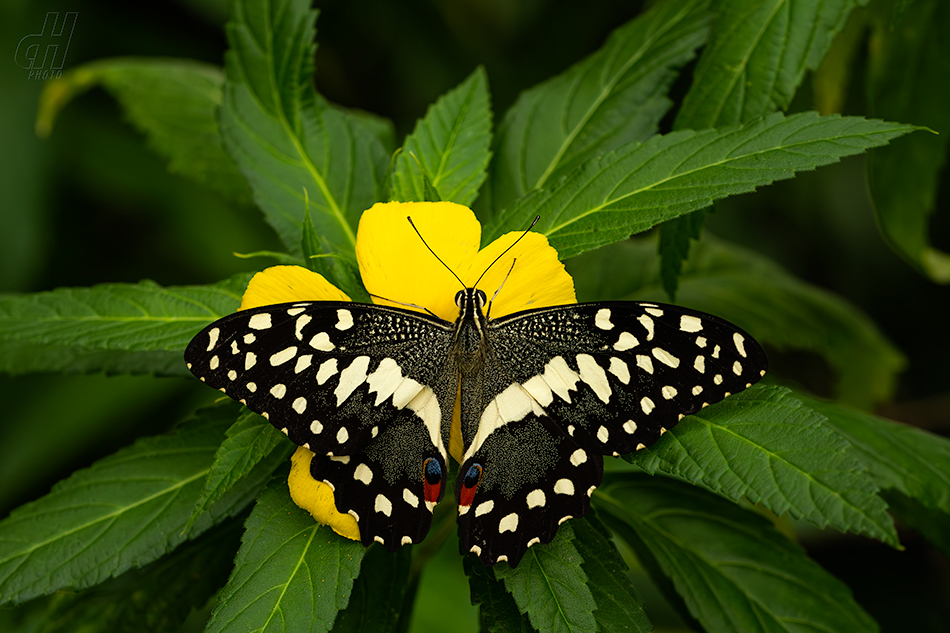 otakárek citrusový - Papilio demoleus