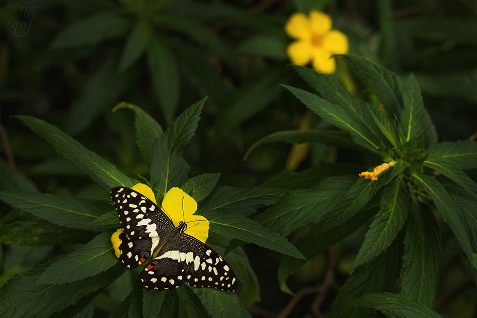 otakárek citrusový - Papilio demoleus