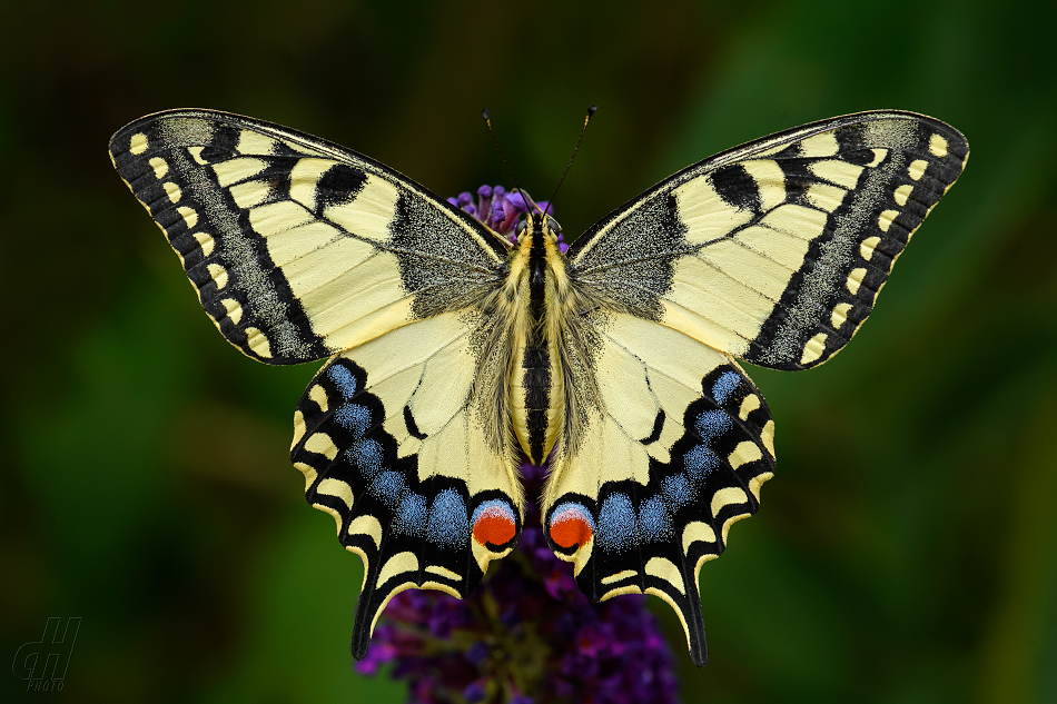 otakárek fenyklový - Papilio machaon