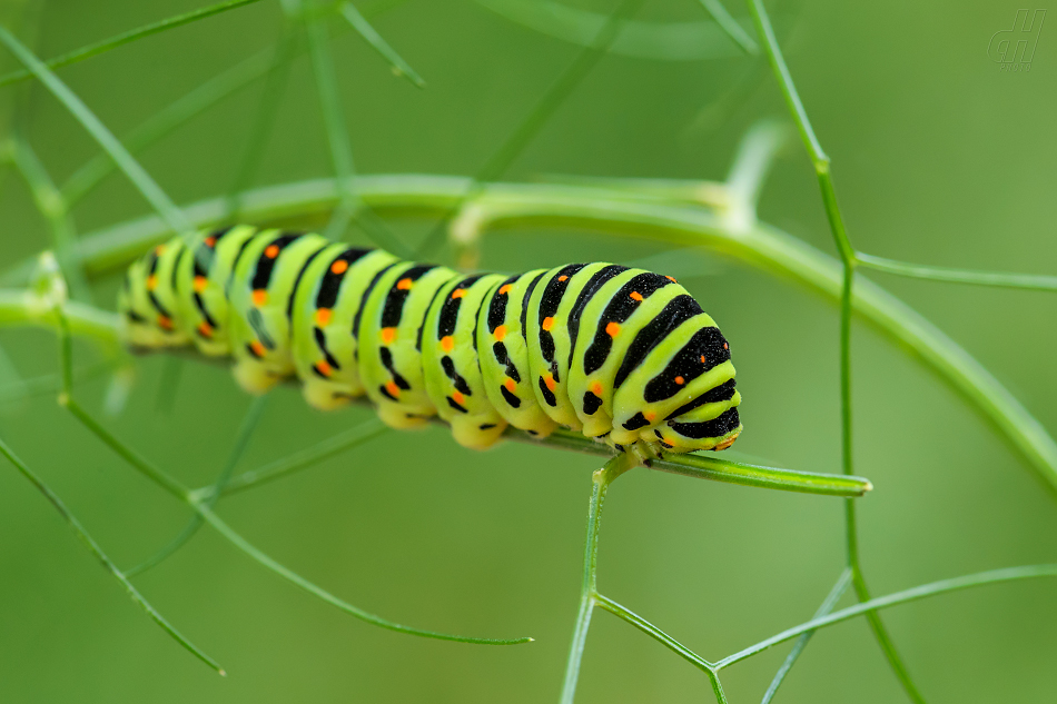 otakárek fenyklový - Papilio machaon