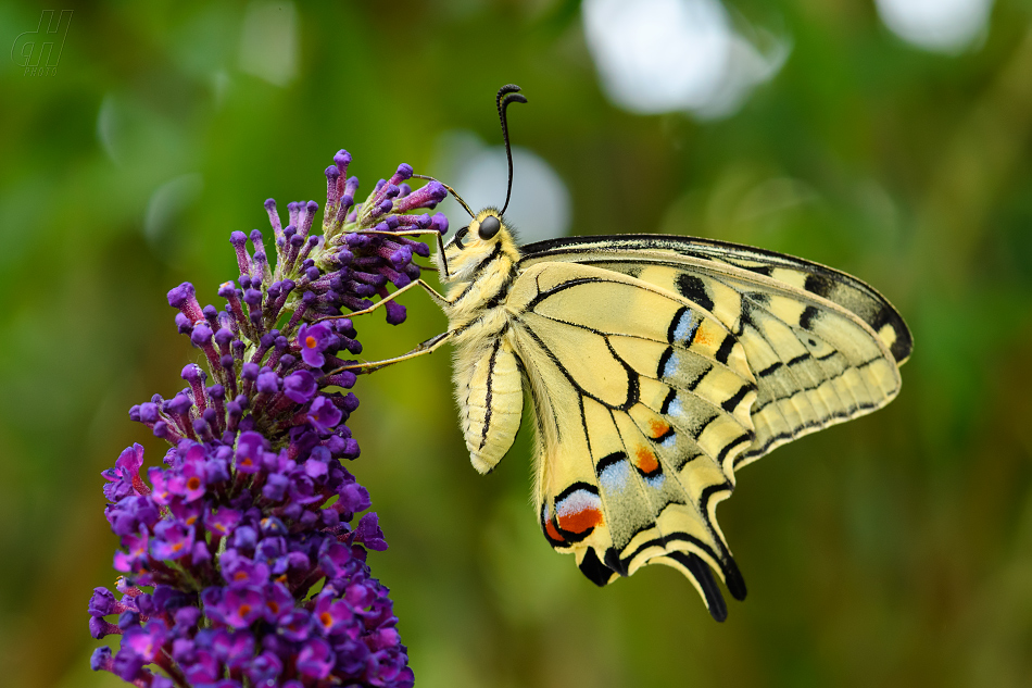 otakárek fenyklový - Papilio machaon