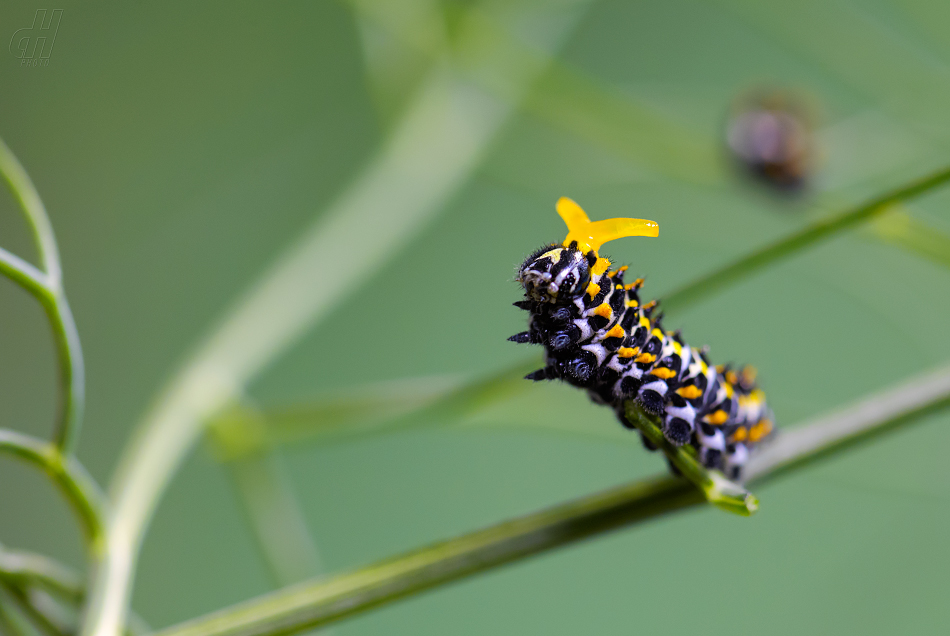 otakárek fenyklový - Papilio machaon