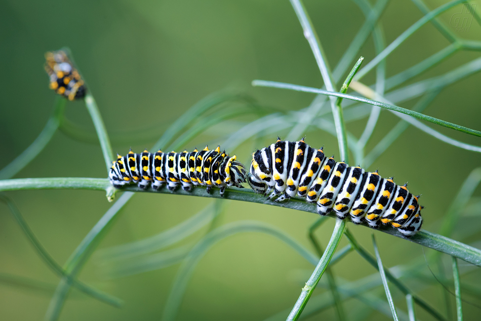 otakárek fenyklový - Papilio machaon