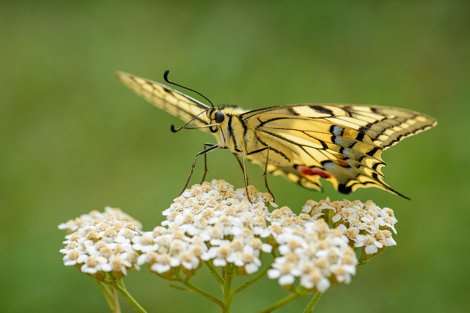 otakárek fenyklový - Papilio machaon