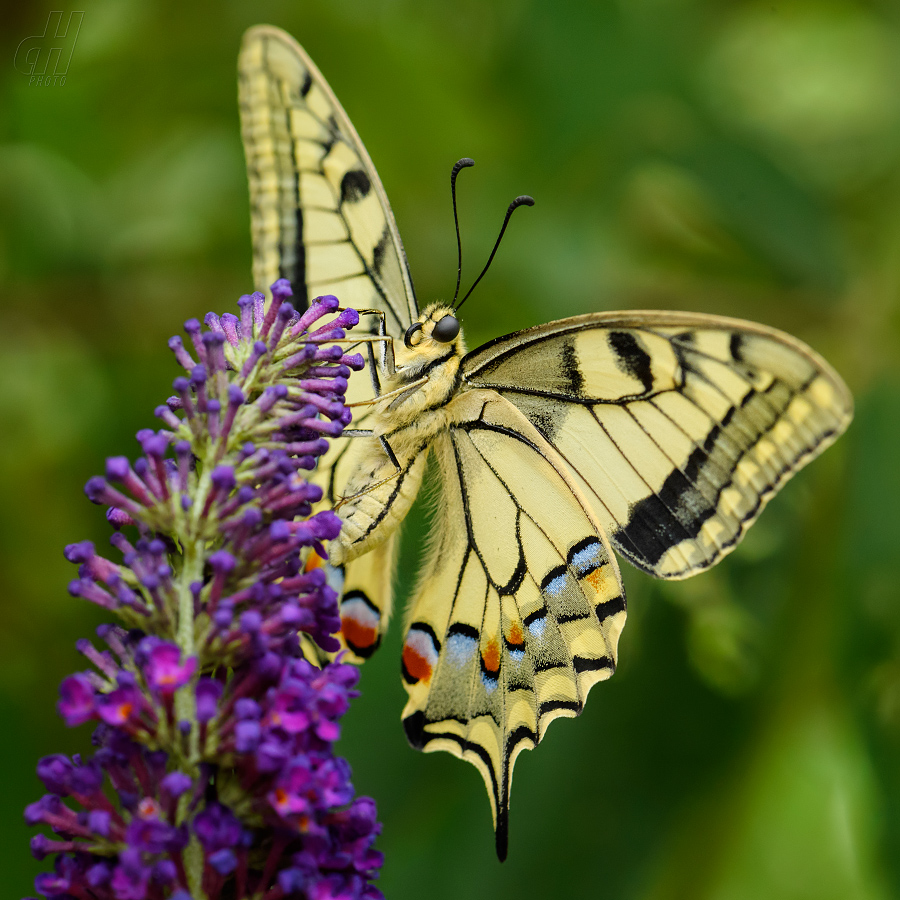 otakárek fenyklový - Papilio machaon