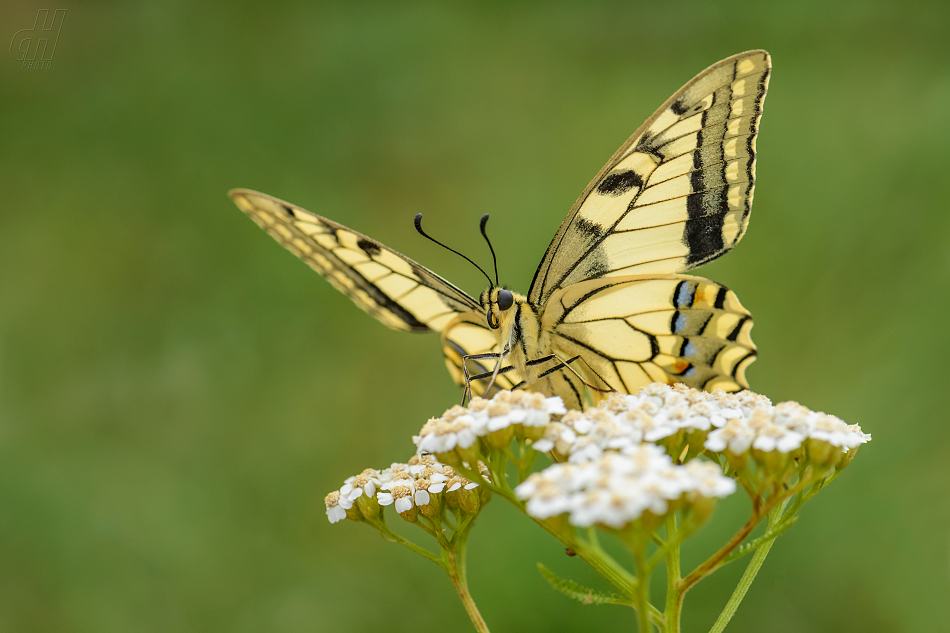 otakárek fenyklový - Papilio machaon