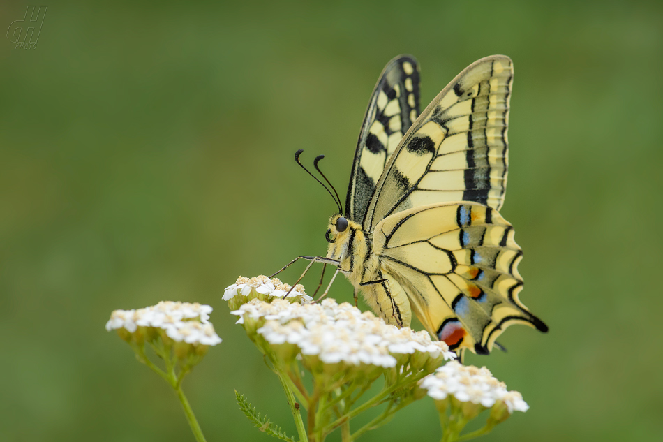 otakárek fenyklový - Papilio machaon