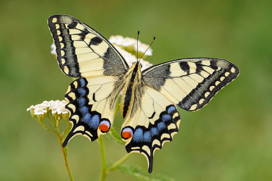 otakárek fenyklový - Papilio machaon