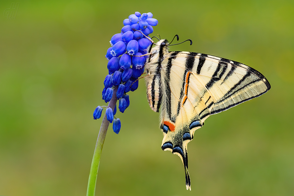 otakárek ovocný - Iphiclides podalirius