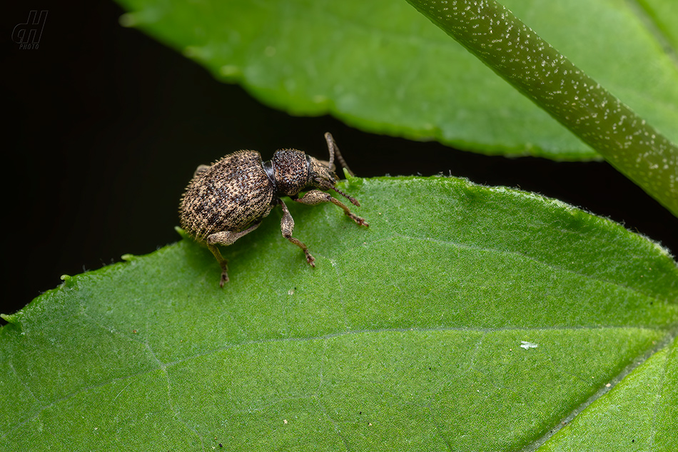 Otiorhynchus crataegi