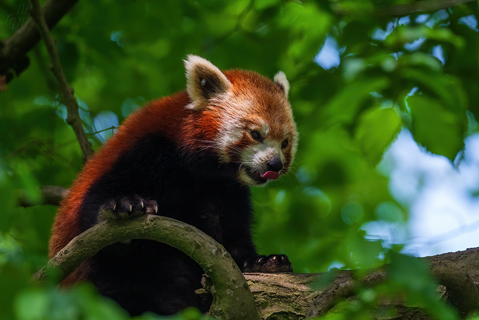 panda červená - Ailurus fulgens