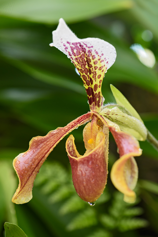 Paphiopedilum gratrixianum