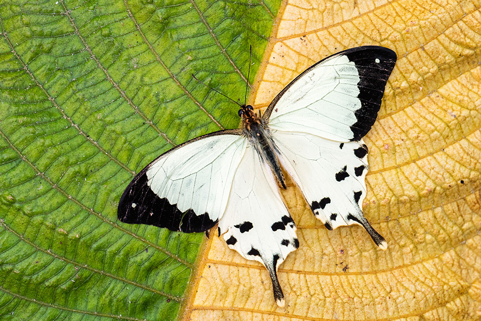 Papilio dardanus