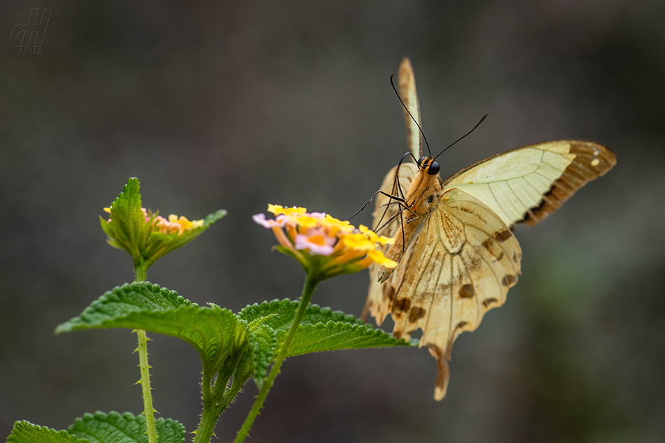 Papilio dardanus