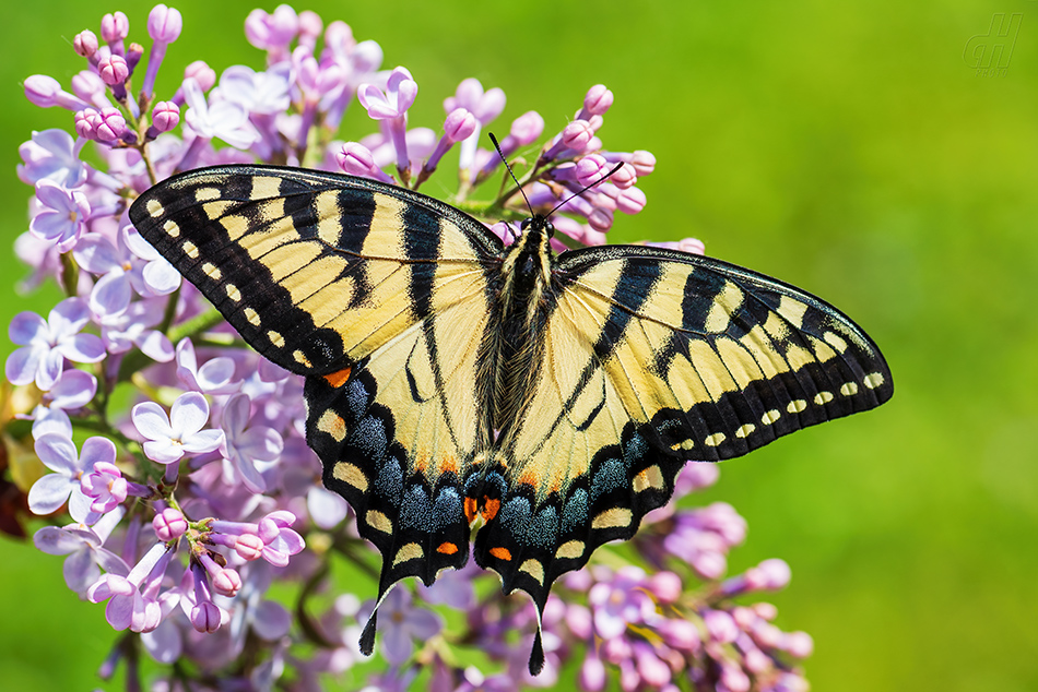 Papilio glaucus