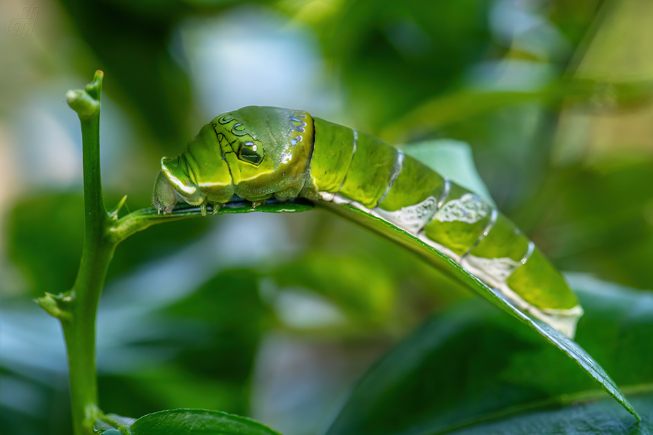 Papilio lowi