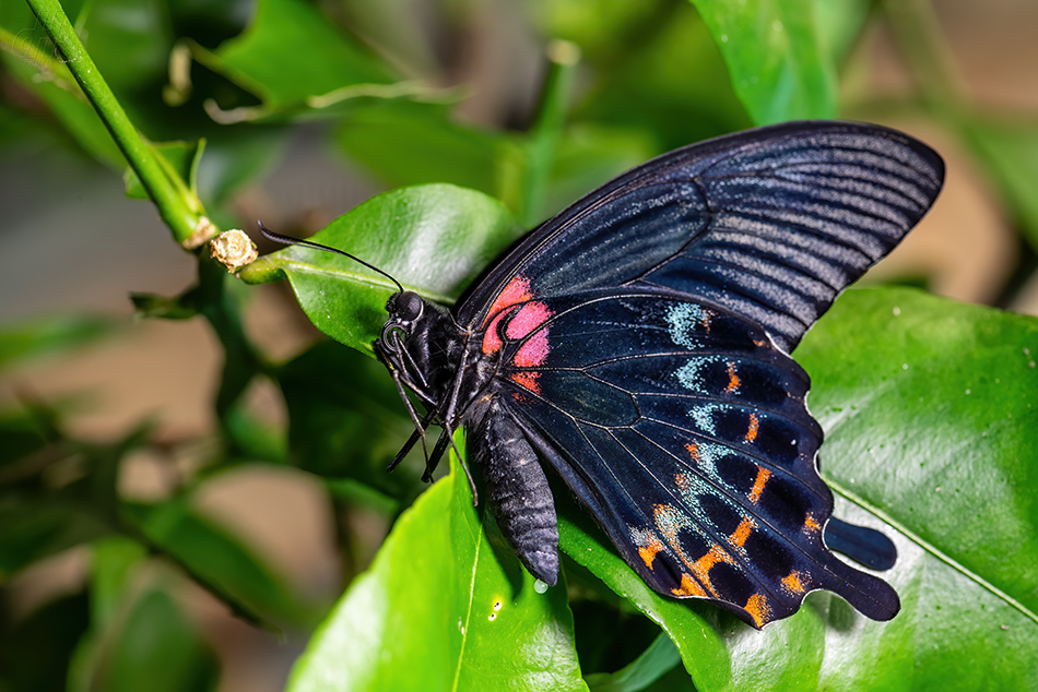 Papilio lowi