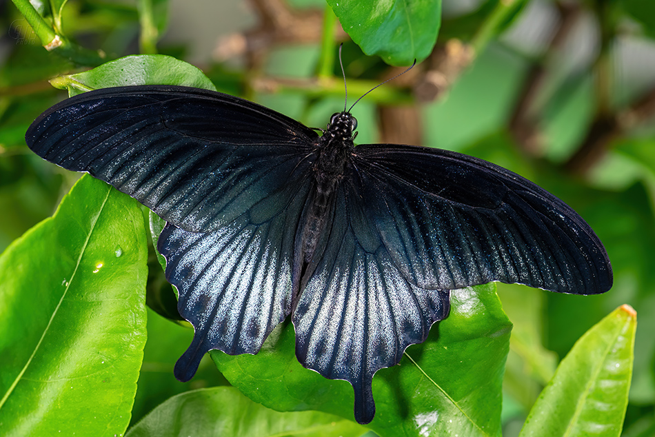 Papilio lowi