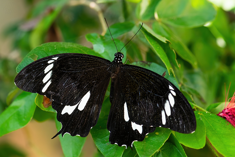 Papilio nephelus